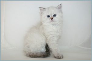 
Female Siberian Kitten from Deedlebug Siberians